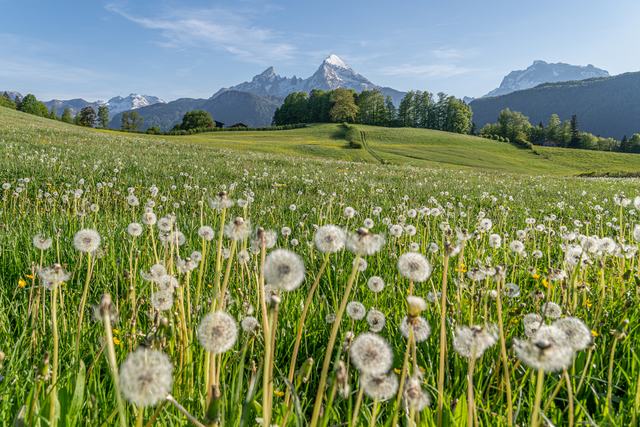 Löwenzahn Watzmann