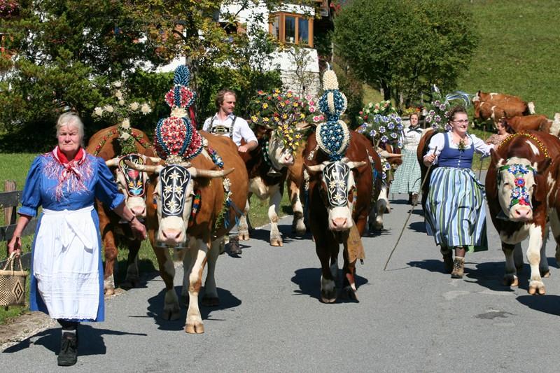 Almabtrieb mit geschmückten Kühen in Berchtesgaden
