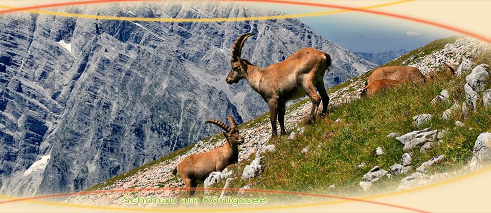 Steinböcke im Alpen-Nationalpark Berchtesgaden